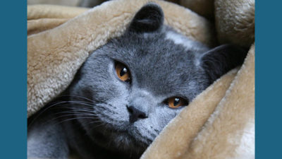 Russian Blue 4