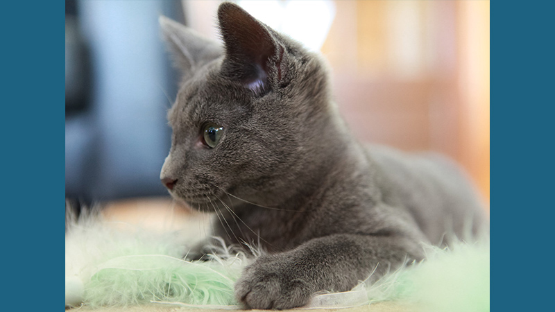 Russian Blue 5