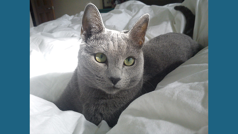 Russian Blue 6