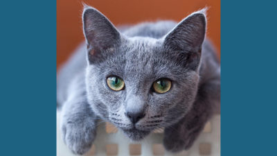 Russian Blue 7