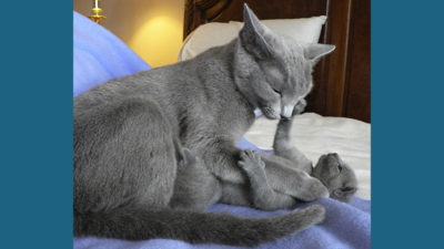 Russian Blue 8