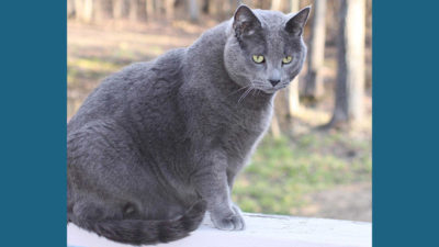 Russian Blue 9