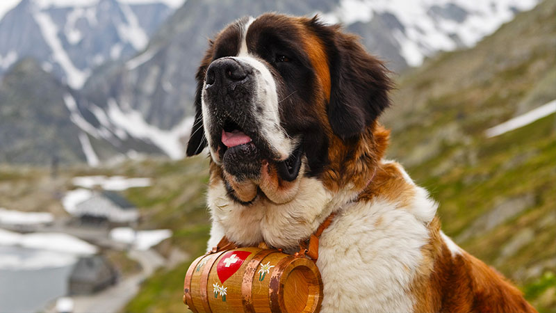 Saint Bernard 1