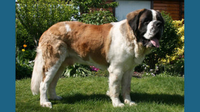 Saint Bernard 10