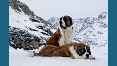 Saint Bernard 11