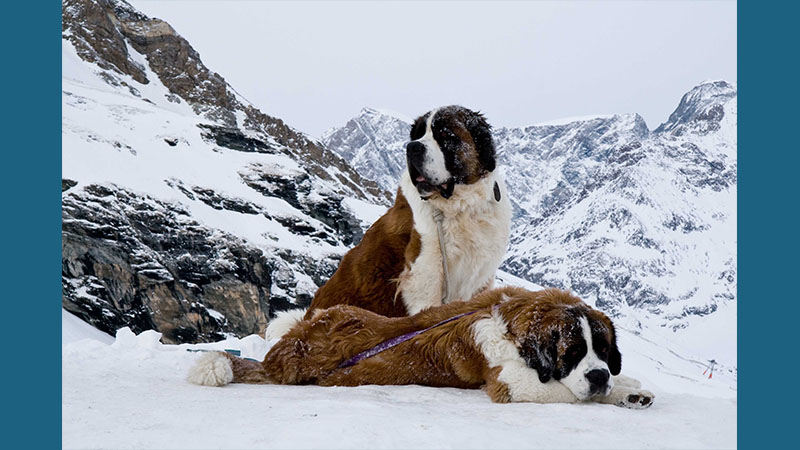 Saint Bernard 11