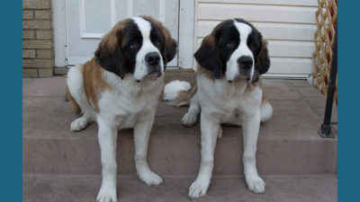 Saint Bernard 12