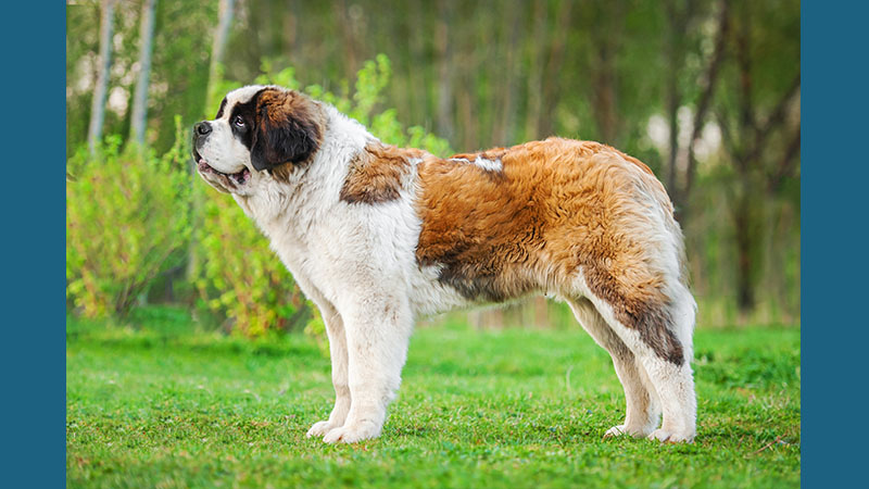 Saint Bernard 14