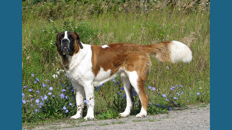 Saint Bernard 15