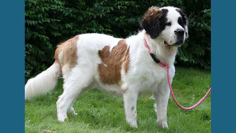 Saint Bernard 17