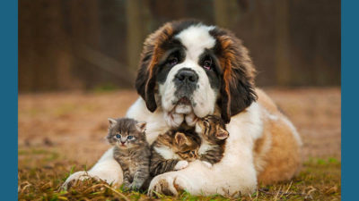 Saint Bernard 2