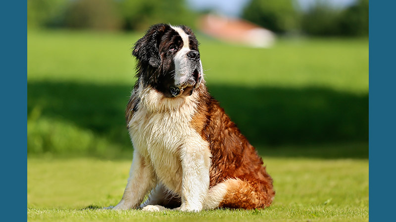 Saint Bernard 3