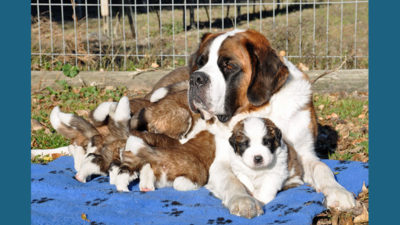 Saint Bernard 4