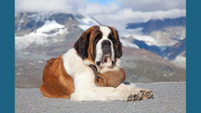 Saint Bernard 5