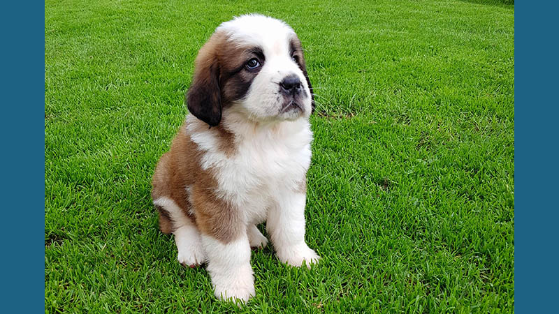 Saint Bernard 6