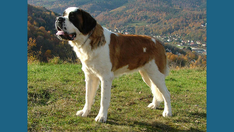 Saint Bernard 7