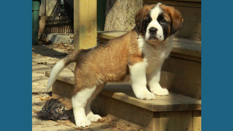 Saint Bernard 8