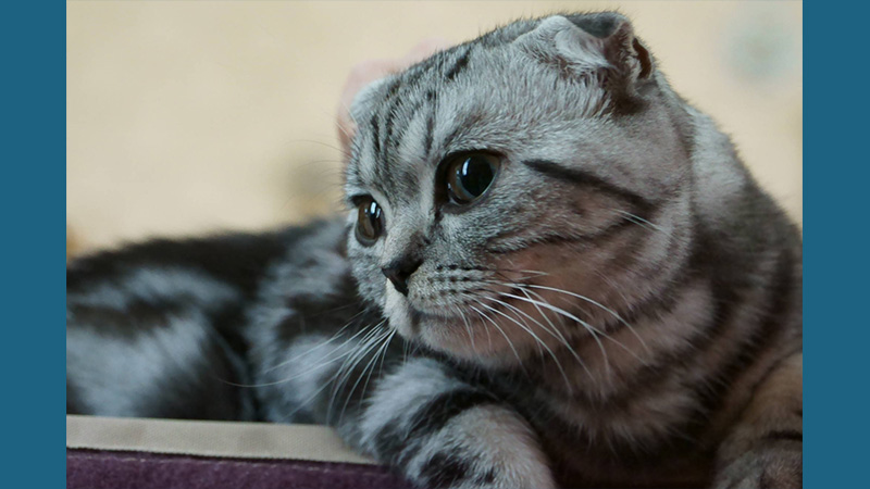 Scottish Fold 1