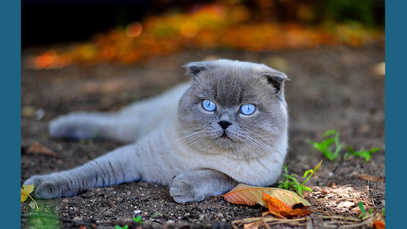 Scottish Fold 11