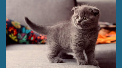 Scottish Fold 12