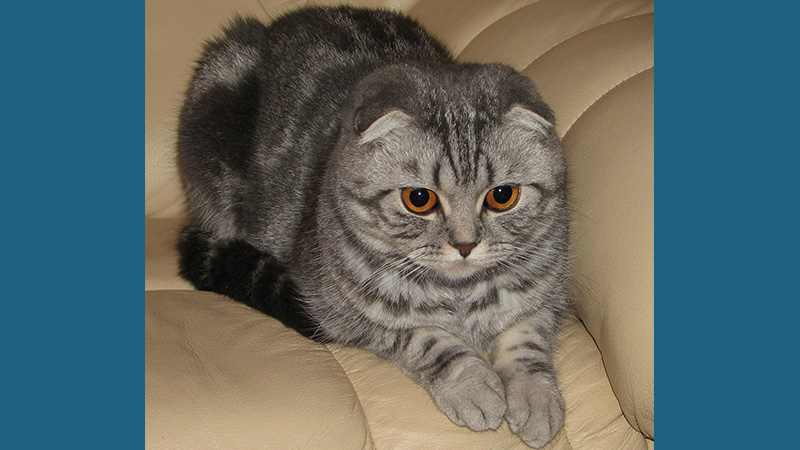 Scottish Fold 13