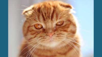 Scottish Fold 14