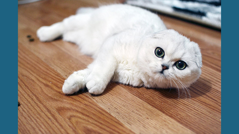 Scottish Fold 15