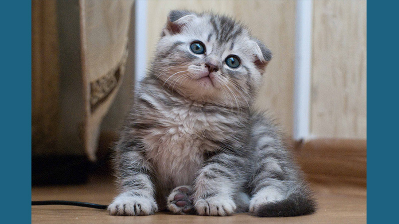 Scottish Fold 2