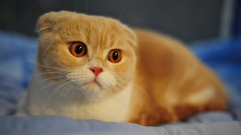 Scottish Fold 3