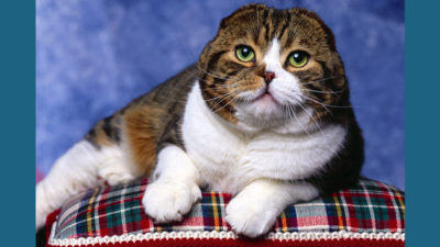 Scottish Fold 4