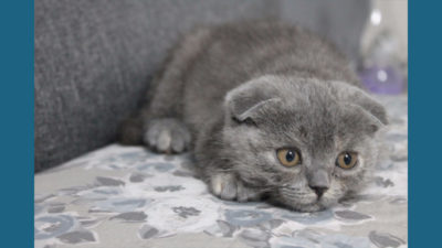 Scottish Fold 5