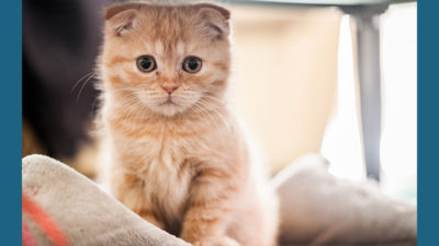 Scottish Fold 7