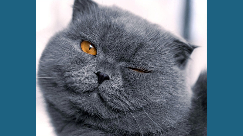 Scottish Fold 8