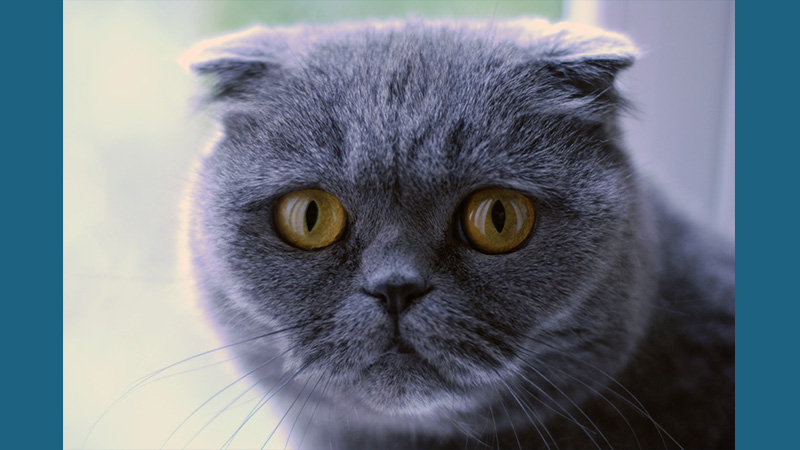 Scottish Fold 9