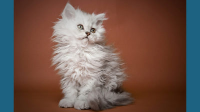 Selkirk Rex 1