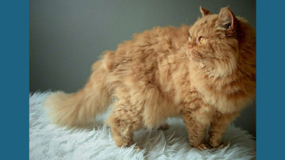 Selkirk Rex 10