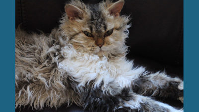 Selkirk Rex 13