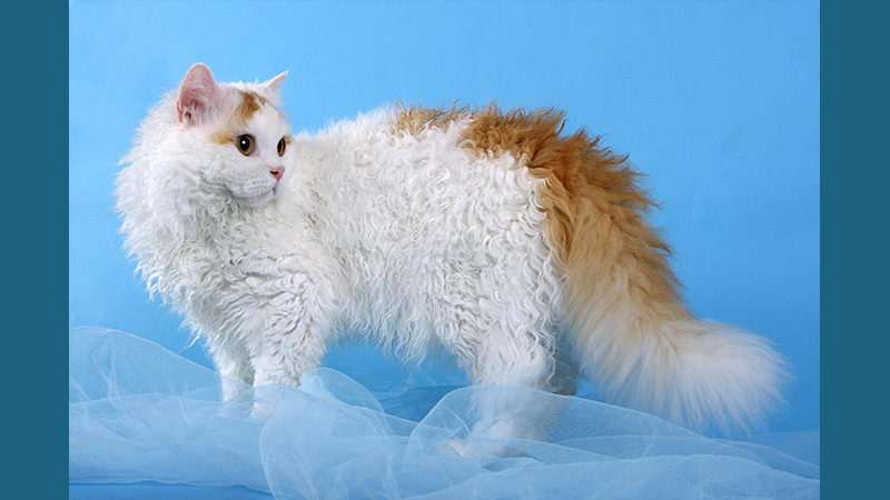 Selkirk Rex 2