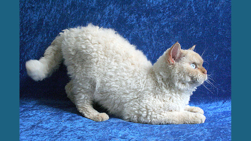 Selkirk Rex 3