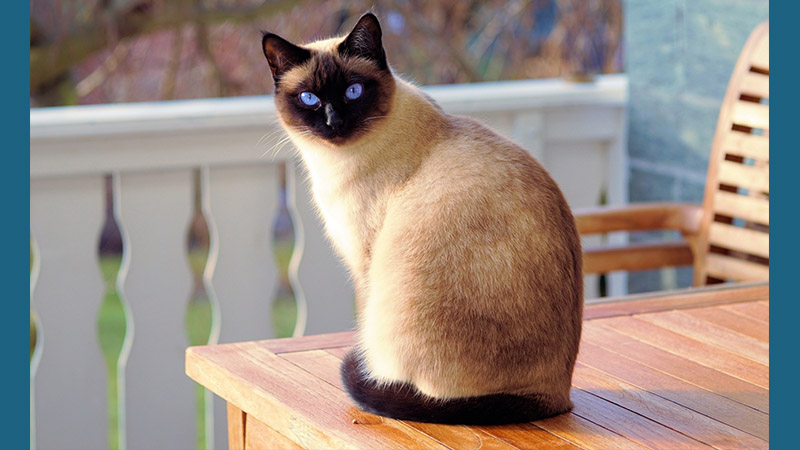 Siamese 1