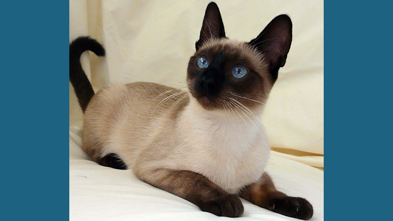 Siamese 12