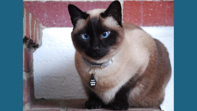 Siamese 2