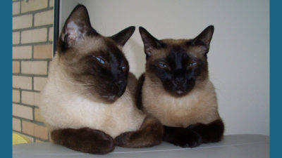 Siamese 3