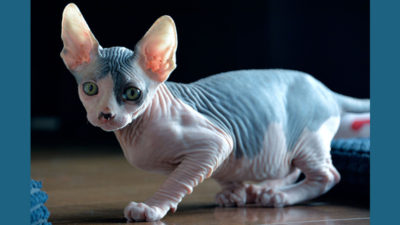 Sphynx 1