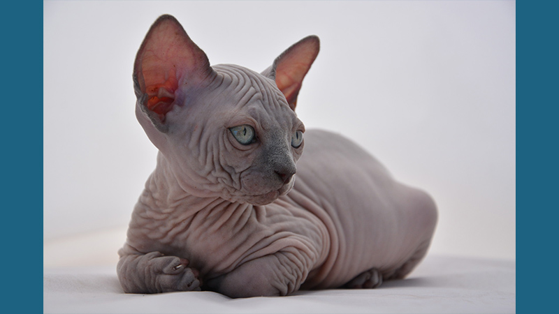 Sphynx 2