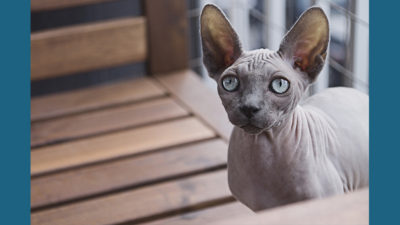 Sphynx 3