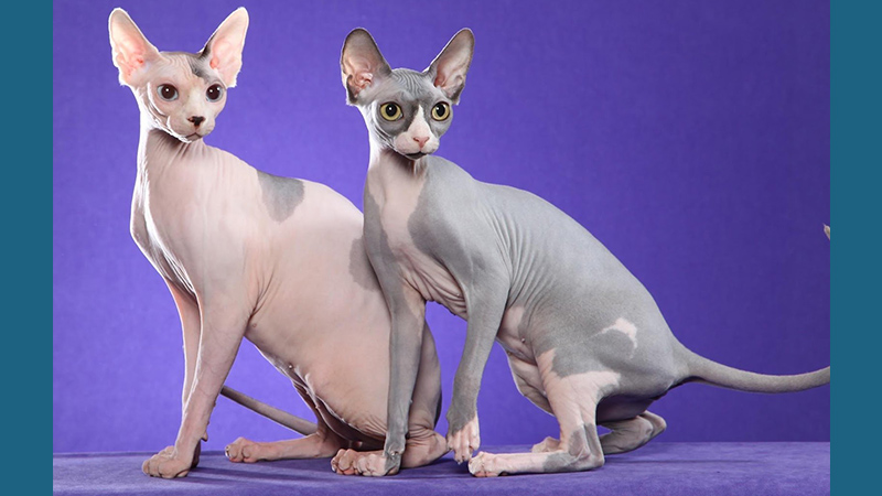 Sphynx 4