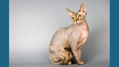 Sphynx 6