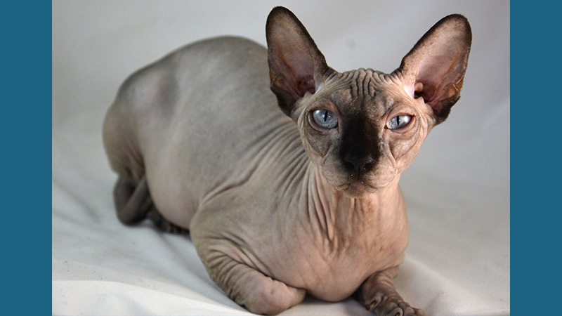 Sphynx 8