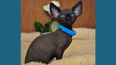 Sphynx 9